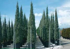 cupressus arizonica