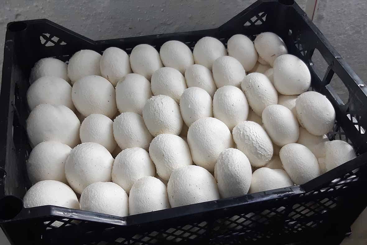 bride mushrooms brand "EKOFUN"