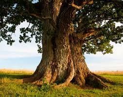 pin oak tree
