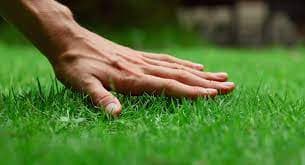 lawn