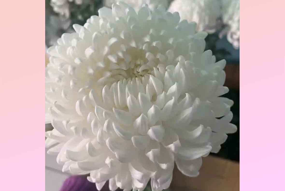 creation of bouquets